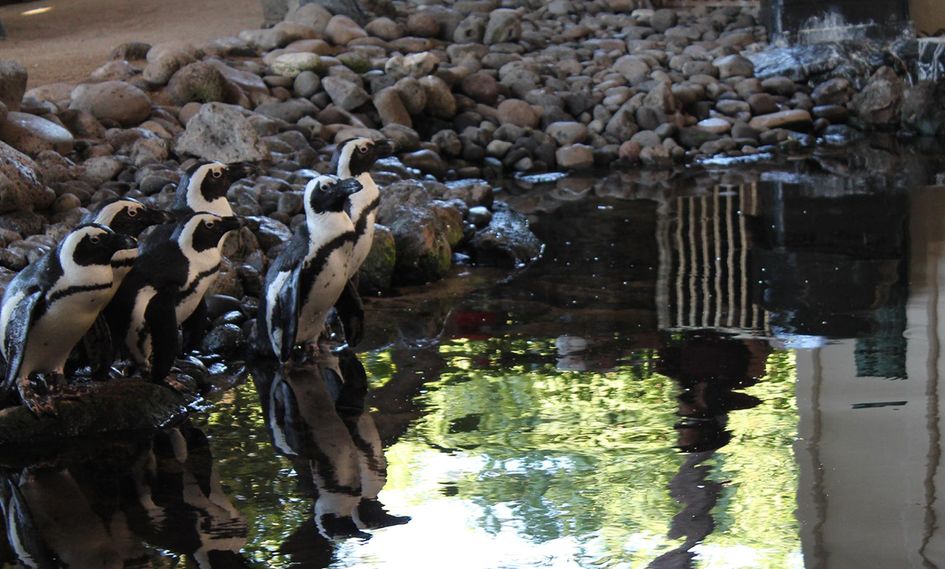 Hyatt Regency Maui Resort and Spa