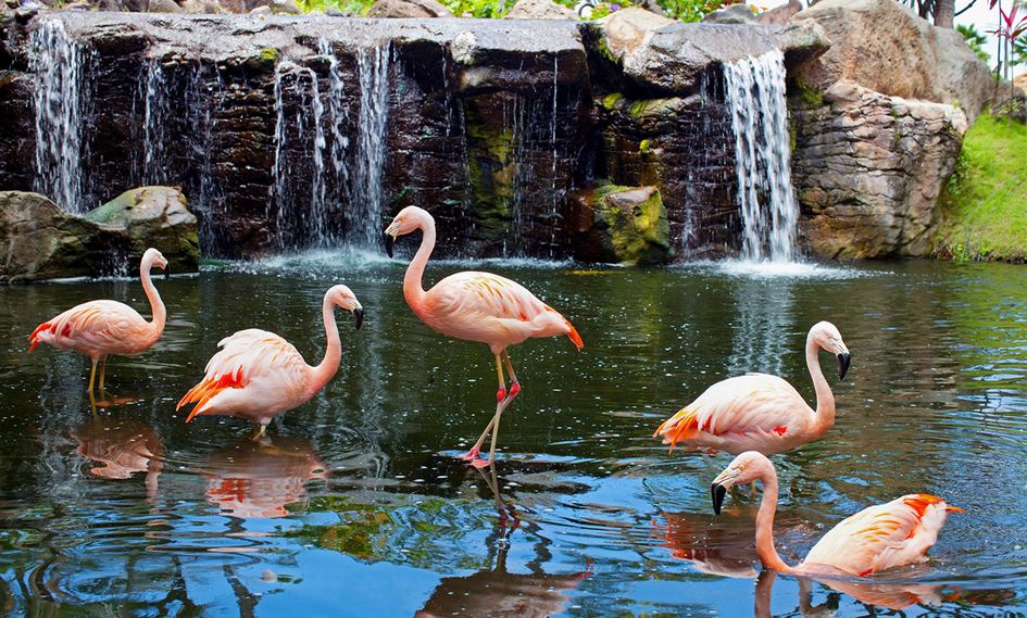 The Westin Maui Resort & Spa, Ka'anapali