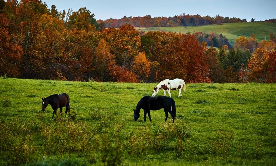 Primland Resort, Auberge Resorts Collection
