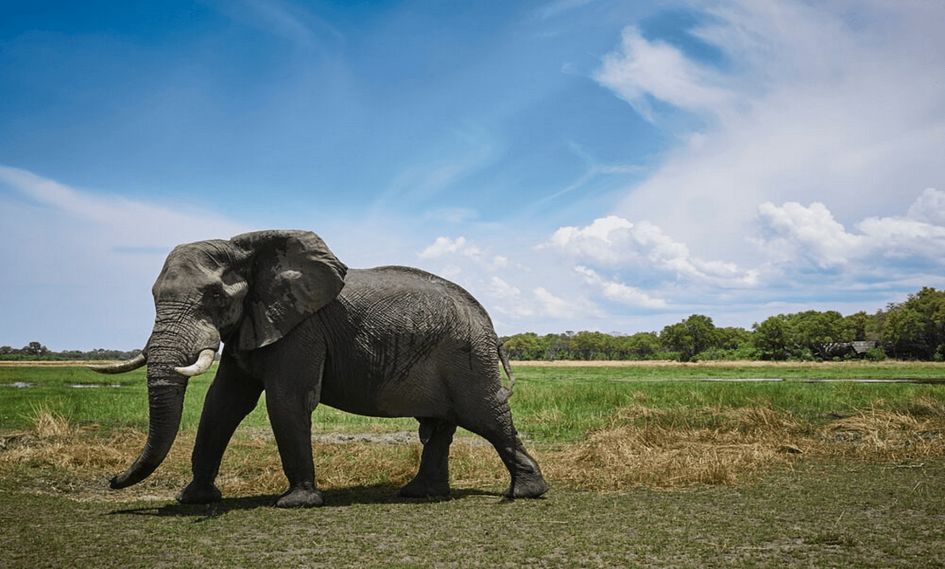Khwai River Lodge, A Belmond Safari, Botswana