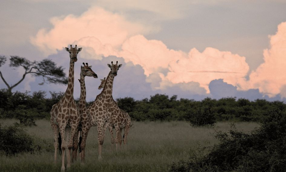 Khwai River Lodge, A Belmond Safari, Botswana