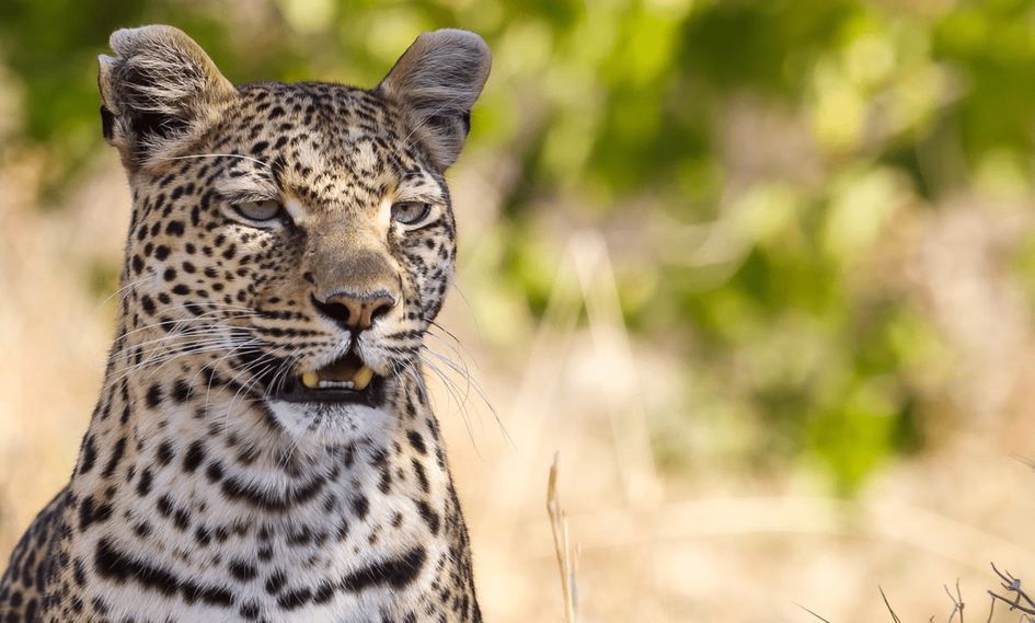 Khwai River Lodge, A Belmond Safari, Botswana