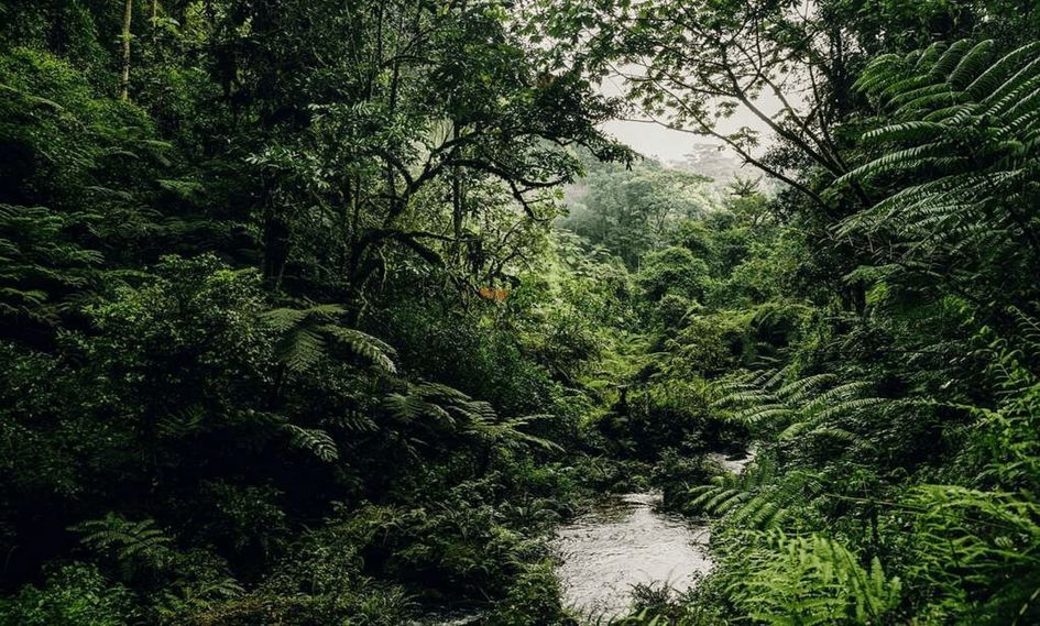 One&Only Nyungwe House