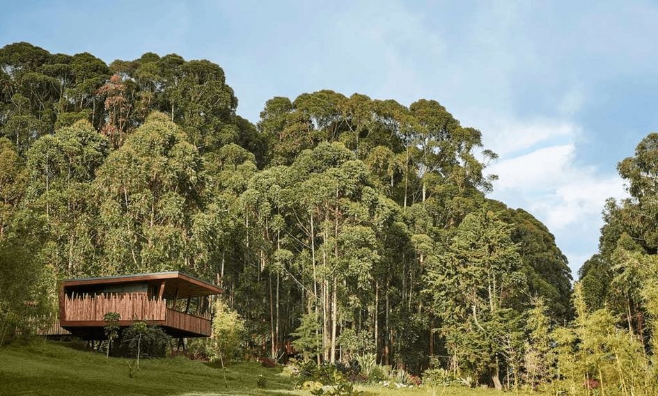 One&Only Gorilla's Nest