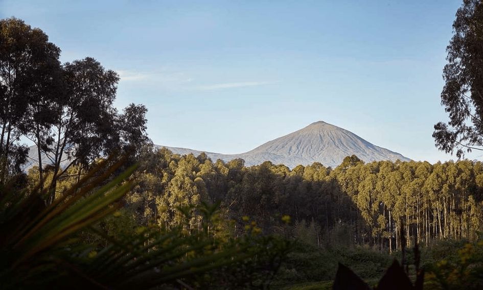 One&Only Gorilla's Nest