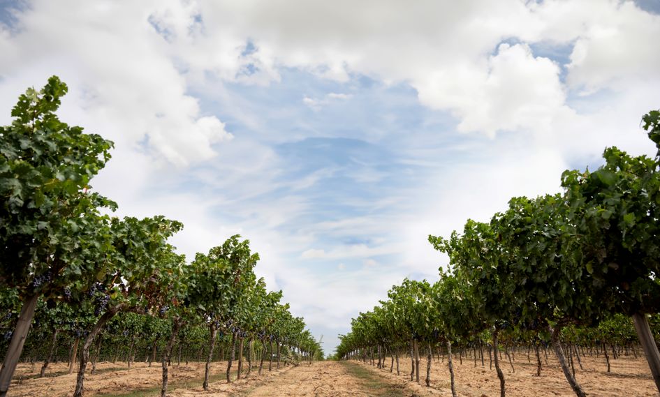 Banyan Tree Veya, Valle de Guadalupe