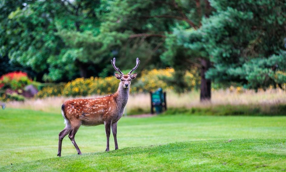 Tulfarris Hotel & Golf Resort