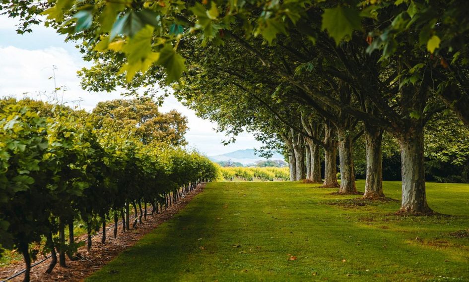 The Marlborough - Boutique Hotel & Vineyard